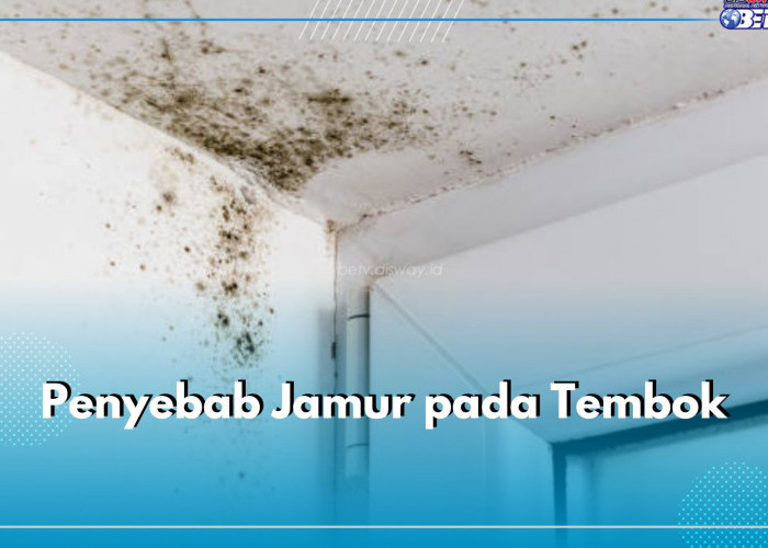 6 Penyebab Jamur Pada Tembok, Salah Satunya Kelembapan Tinggi