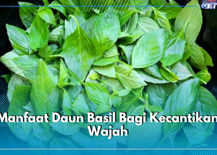 Jarang Diketahui! Ini Manfaat Mengonsumsi Daun Basil Bagi Kecantikan Wajah, Apa Saja?