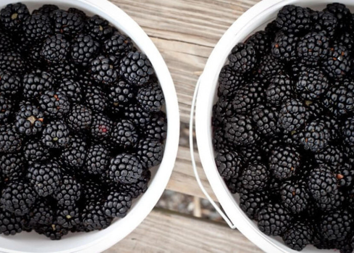 Punya Segudang Manfaat, Inilah 5 Manfaat Buah Blackberry untuk Kecantikan Kulit, Yuk Cek Disini