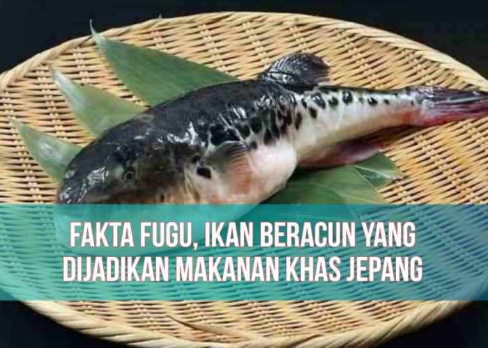 Fakta Fugu, Ikan Beracun yang Dijadikan Makanan Mewah Khas Jepang