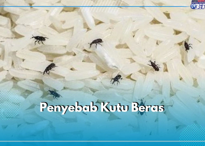 Beras di Rumah Berkutu? Cek Penyebabnya di Sini