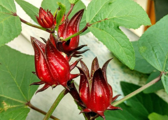 Bunga Rosella Miliki Segudang Manfaat Tersembunyi untuk Kecantikan, Cek Sekarang!