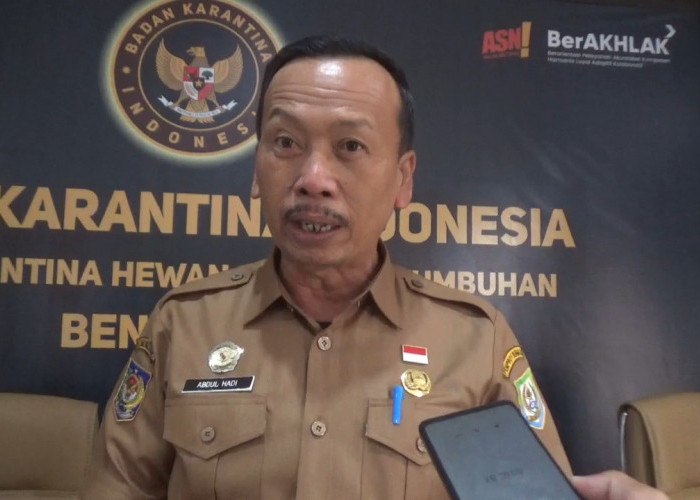 Sasar Bobot 850 Kg, Pemprov Bengkulu Seleksi Calon Sapi Kurban Bantuan Presiden