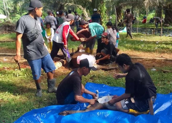 Puluhan Warga Desa Sukasari Seluma Gotong Royong Sembelih 18 Ekor Hewan Kurban