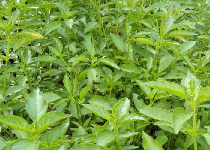 Cek di Sini! Manfaat Daun Kemangi bagi Kesehatan Tubuh, Kaya Antioksidan dan Nutrisi