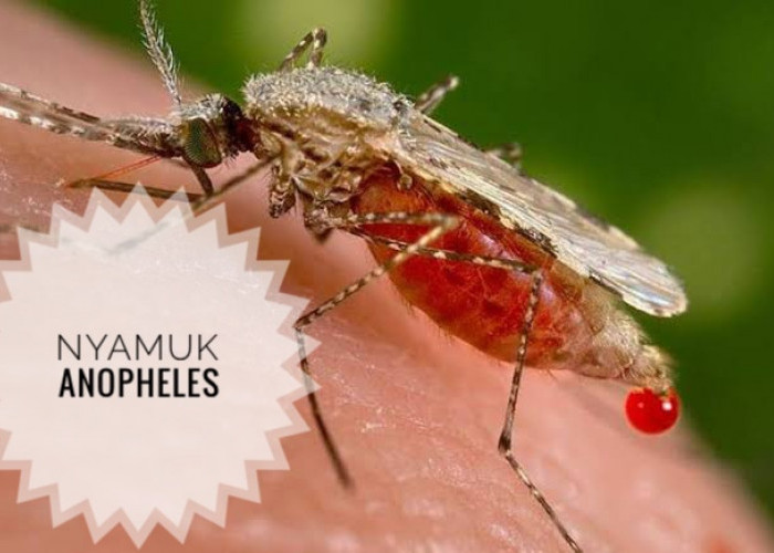Nyamuk Anopheles Betina, Penyebab Sakit Malaria, Lebih Aktif Menggigit di Malam Hari