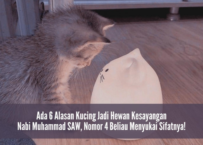 Masya Allah! Ada 6 Alasan Kucing Jadi Hewan Kesayangan Nabi Muhammad SAW, Nomor 4 Beliau Menyukai Sifatnya