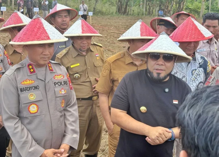 Program Pembenihan Jagung Merah Putih Resmi Diluncurkan Gubernur Helmi Hasan 