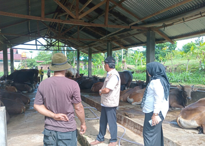 Disnakkeswan Provinsi Bengkulu Pastikan Kelayakan Hewan Kurban Jelang Idul Adha