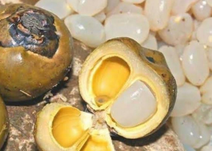 Waspadai! Ini 3 Efek Samping Berbahaya dari Mengonsumsi Buah Lontar Secara Berlebihan