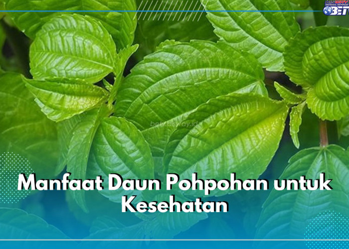 Kaya Nutrisi, Ini 6 Manfaat yang Ditawarkan Daun Pohpohan untuk Kesehatan