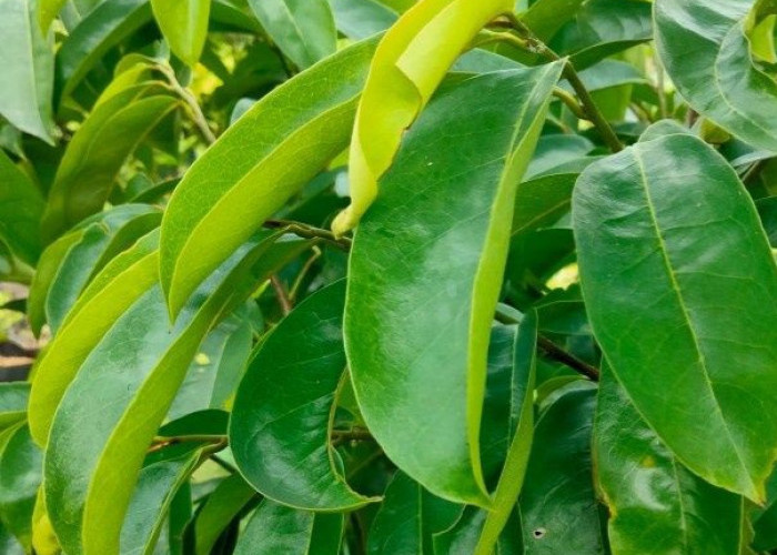 Kaya Senyawa Bioaktif, Ini Manfaat Minum Air Rebusan Daun Sirsak bagi Kesehatan