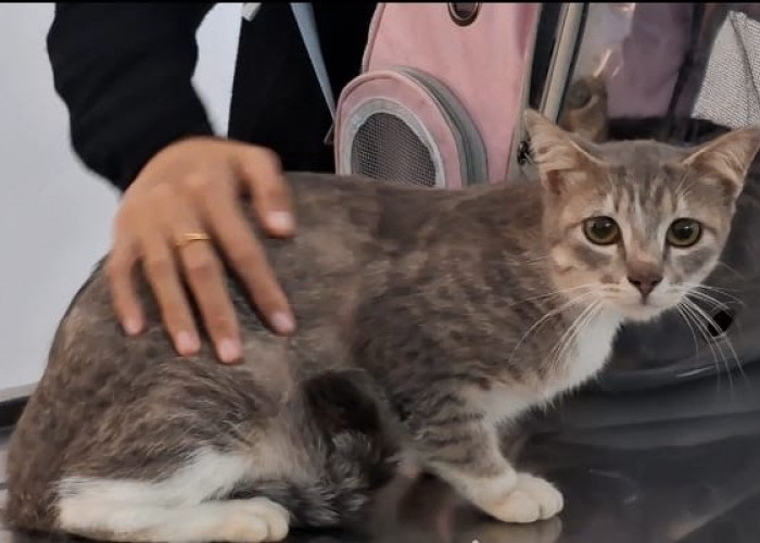 Baru Terima 500 Dosis Vaksin Rabies, DKPP Kota Bengkulu Sebut Masih Kurang