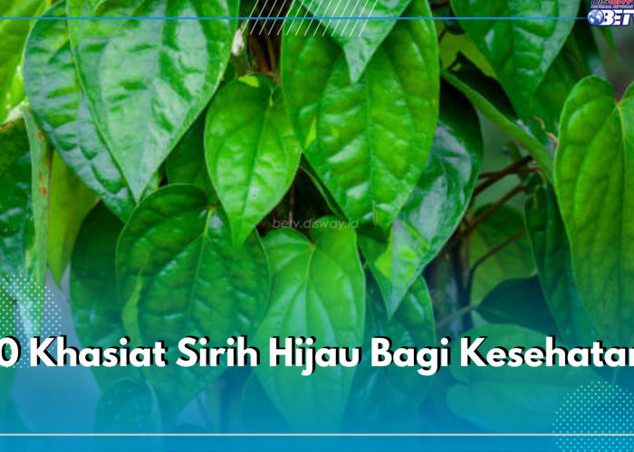 Daun Herbal dengan Segudang Manfaat, Ini Dia 10 Khasiat Sirih Hijau Bagi Kesehatan