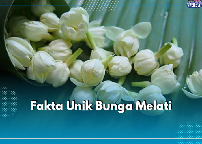 7 Fakta Unik Bunga Melati, Ternyata Telah Jadi Bunga Nasional Indonesia Sejak Lama, Cek Fakta Lainnya!