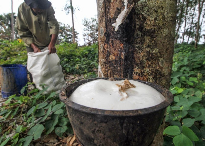 Jelang Tutup Tahun, Harga Karet di Seluma Naik Jadi Rp12.000 Per Kilogram