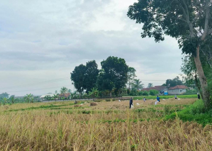 Hasil Panen Padi Tahap 1 2025 di Seluma Capai 3.152 Ton