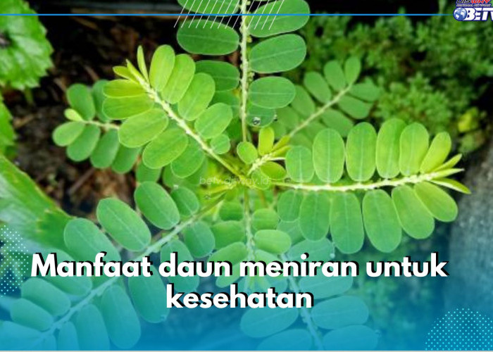 6 Manfaat Daun Meniran untuk Kesehatan Tubuh, Ampuh Tingkatkan Kesehatan Hati