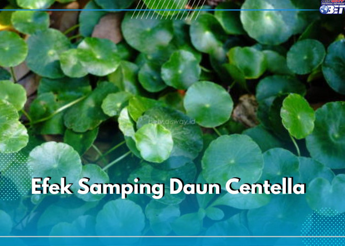 Kenali Efek Samping Daun Centella bagi Kesehatan Tubuh Maupu Kulit, Pastikan Tidak Digunakan Secara Berlebih