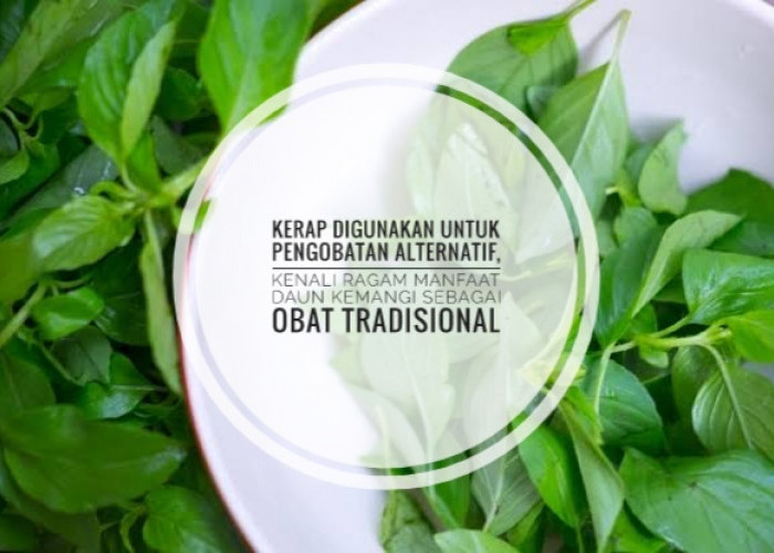 Kerap Digunakan untuk Pengobatan Alternatif, Kenali Ragam Manfaat Daun Kemangi Sebagai Obat Tradisional