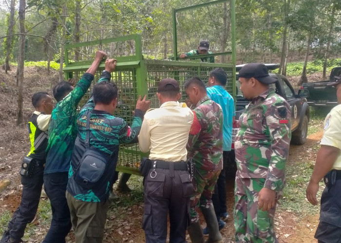 Hewan Ternak Warga Seluma Diduga Diterkam Harimau, BKSDA Bengkulu Pasang Jebakan 