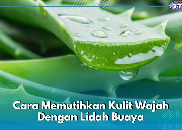 Lidah Buaya Terbukti Ampuh Memutihkan Wajah, Ini 4 Cara Penggunaannya untuk Kecantikan