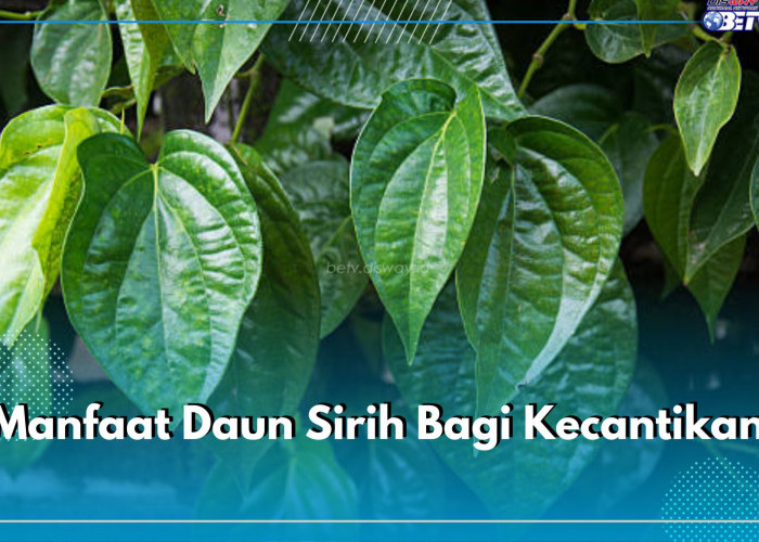 Kenali 5 Manfaat Daun Sirih Bagi Kecantikan, Begini Cara Menggunakannya untuk Wajah