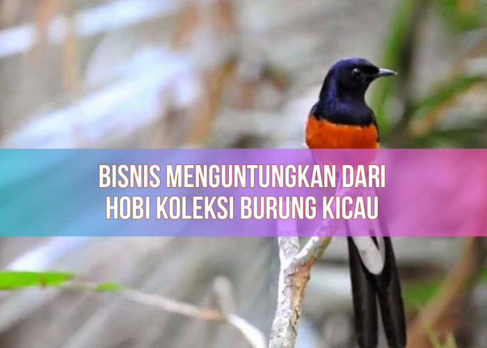 Bukan Cuma Sekedar Hobi, Koleksi Burung Kicau Bisa Jadi Bisnis Menguntungkan, Perputaran Uang hingga Miliaran!