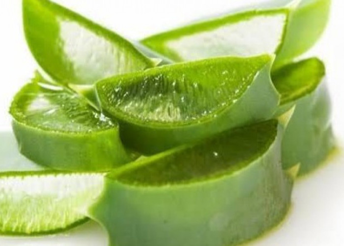 Cek Efek Samping Lidah Buaya Ini! Bisa Sebabkan Kulit Kering