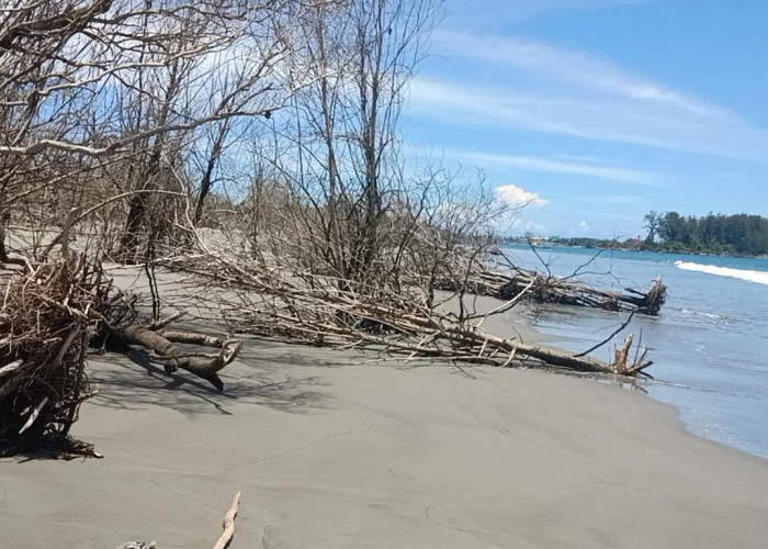 Tergerus Abrasi, Akses Menuju Lentera Merah Pulau Baai Bengkulu Hilang