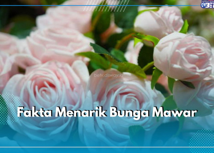 Tertua Berusia 1000 Tahun, Ini 11 Fakta Menarik Bunga Mawar yang Perlu Kamu Ketahui