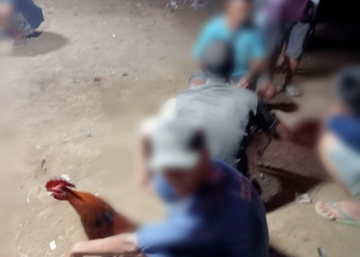 Warga Minta Polisi Tindak Tegas Judi Sabung Ayam di Desa Maras Bantan