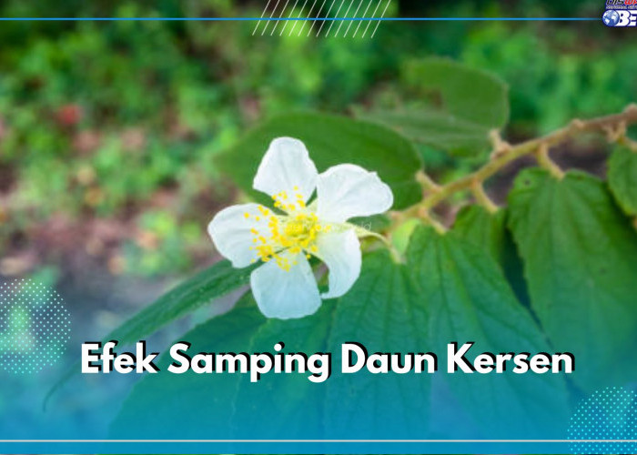  Berpengaruh Pada Hati dan Ginjal, Ini 5 Efek Samping Daun Kersen yang Perlu Kamu Ketahui