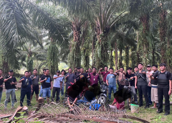 Gerebek Judi Sabung Ayam di Tanjung Kemuning, Polres Kaur Amankan 3 Pelaku