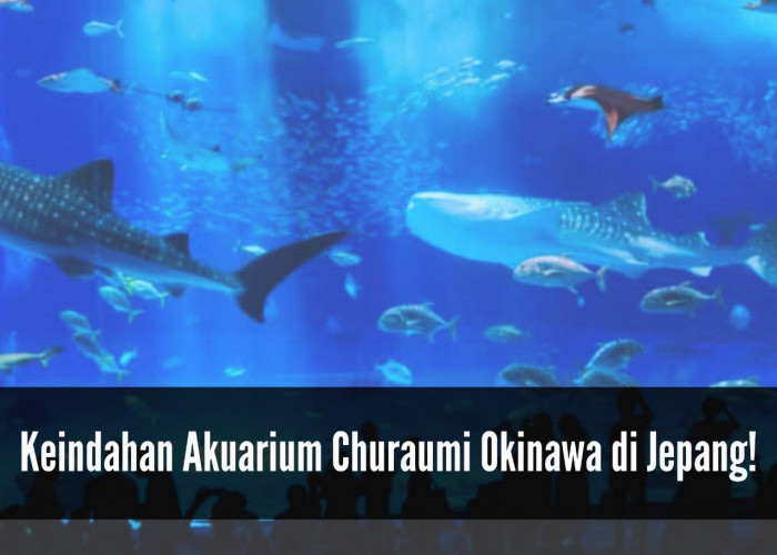 Keindahan Akuarium Churaumi Okinawa, Salah Satu Wisata Terpopuler di Negeri Sakura