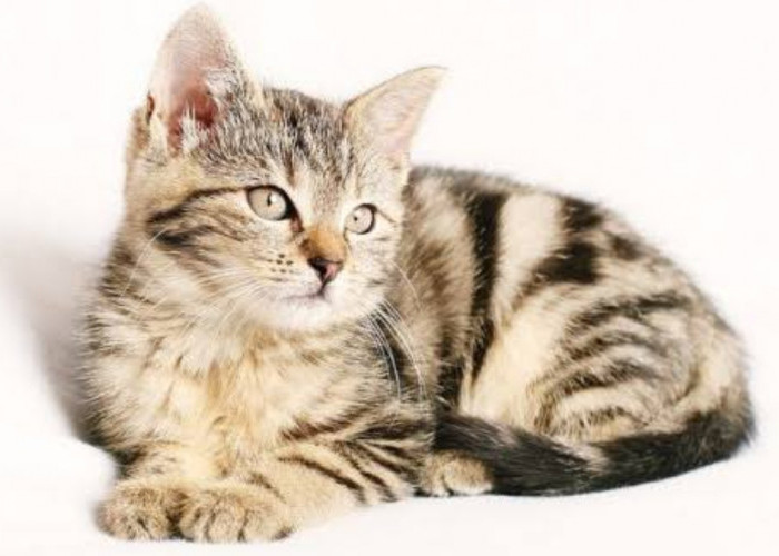 Beredar Video Anak Kucing Dianiaya, Tuai Kecaman Publik