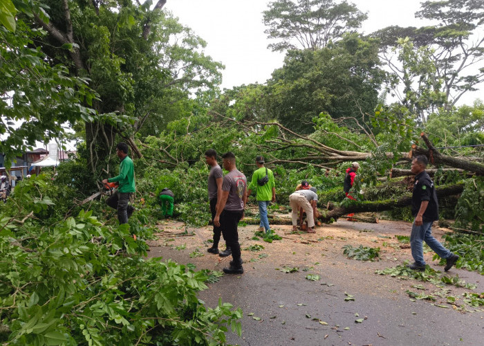 1 Orang Tertimpa Pohon Tumbang di Sungai Rupat