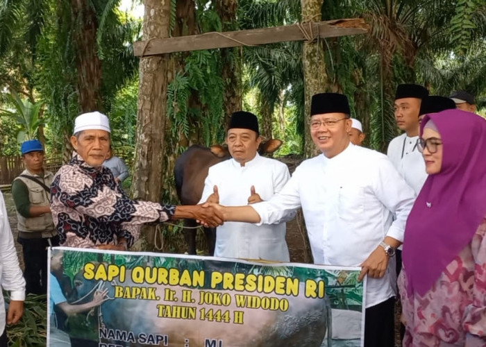 Gubernur Bengkulu Serahkan Sapi Kurban dari Presiden Jokowi Seberat 985 Kg
