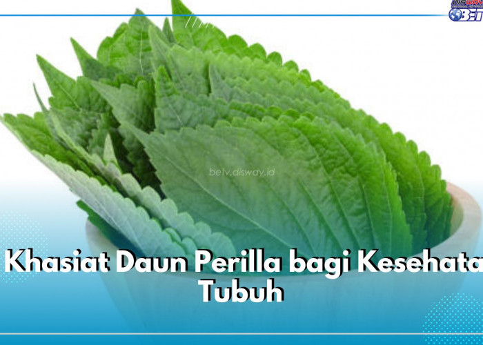 Mencegah Asma dan Meningkatkan Fungsi Paru-paru, Ketahui 8 Khasiat Daun Perilla bagi Kesehatan Tubuh