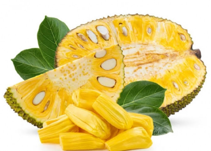 Cek Disini, 4 Manfaat Mengonsumsi Buah Nangka dengan Rutin