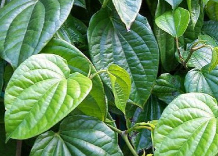Cek di Sini! Ini Manfaat Daun Sirih bagi Kesehatan, Punya Kandungan Antioksidan 
