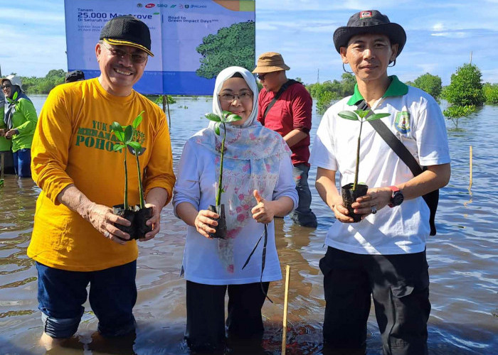 Peringati Hari Bumi, DLHK Provinsi Bengkulu Tanam 1.000 Bibit Mangrove