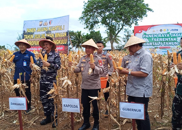 Perkuat Ketahanan Pangan, Polda Bengkulu Panen Jagung Serentak Kuartal I 2026