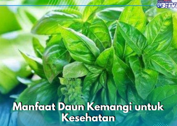 Cukup Konsumsi Daun Kemangi Sehari-hari, Ini 7 Manfaat yang Ditawarkan bagi Kesehatan