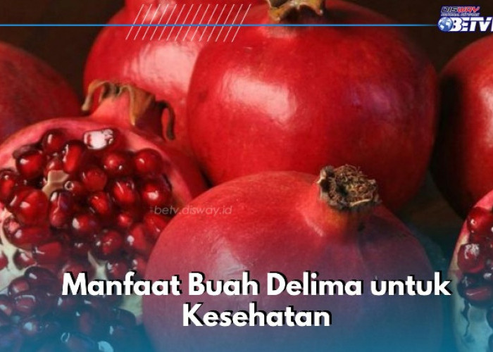 Cek di Sini, Bisa Terhindar dari Radikal Bebas, Ini Manfaat Buah Delima yang Perlu Diketahui