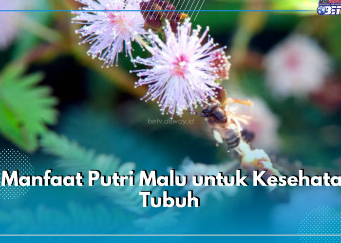 Tanaman Liar Penuh Khasiat, Cek 8 Manfaat Putri Malu untuk Kesehatan Tubuh