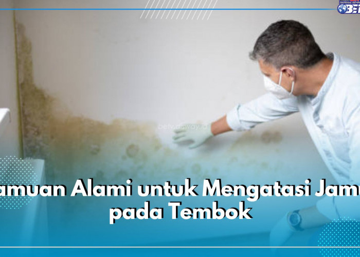 Tak Perlu Bahan Kimia! Gunakan 5 Ramuan Alami Ini untuk Atasi Jamur di Tembok