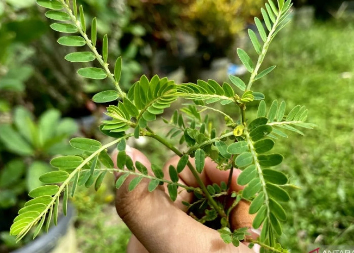 Berikut 6 Kelompok Orang yang Pantang Konsumsi Daun Meniran, Siapa Saja?