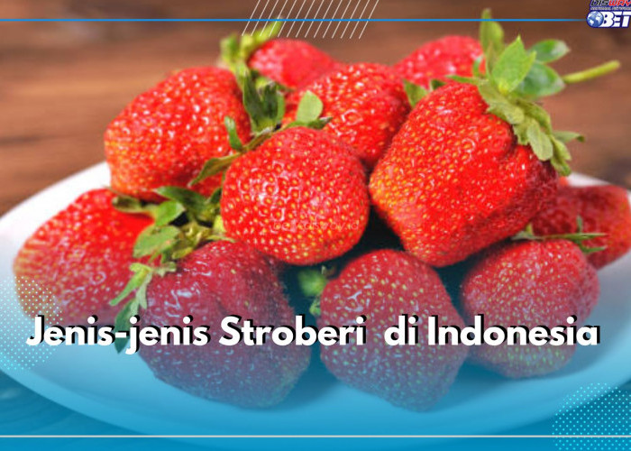 10 Jenis Stroberi Ini Mudah DiBudidayakan di Indonesia, Cek di Sini!