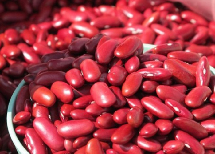 Bisa Sebabkan Hal Ini, 7 Efek Samping Konsumsi Kacang Merah Berlebihan bagi Kesehatan